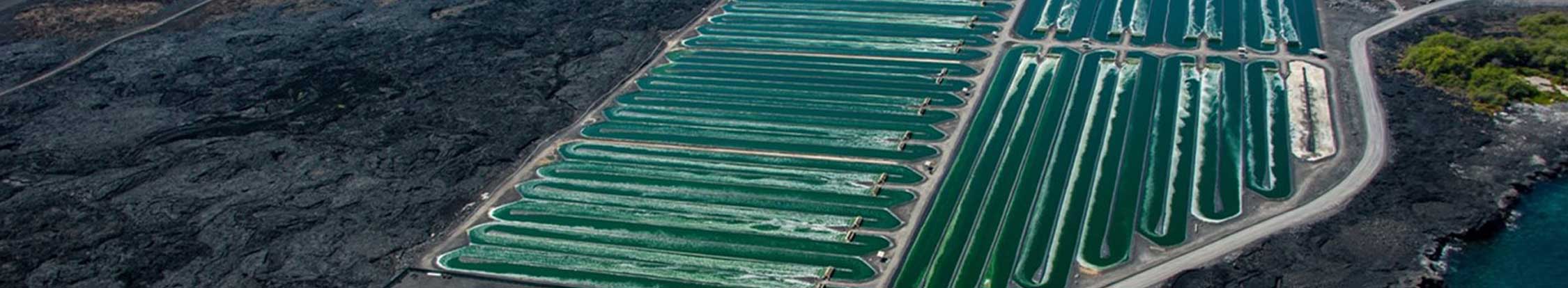 Spiruline